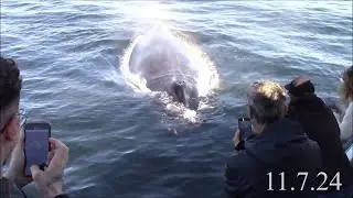 11.7.24 Friendly Humpback Whale