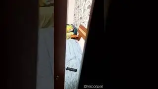 Типичный Rush