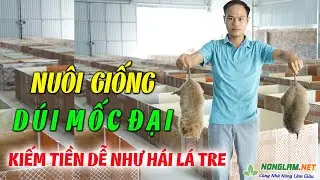 Nuôi Dúi Mốc Đại - Kiếm Tiền Dễ Như Hái Lá Tre | Hướng Dẫn Nuôi Dúi Làm Giàu