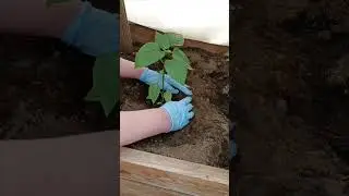 🌿🌿🌿 Высаживаю сладкий перец в теплицу