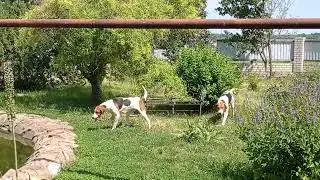 Русские пегие гончие Фагот и Альфа