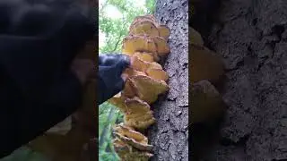 ✔Куриное🐔мясо🍗на дереве🌳Трутовик серно-жёлтый✔#shorts