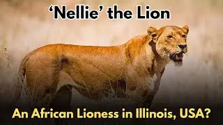 Nellie the Lion