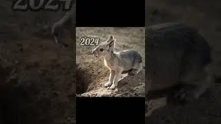 2024 mara and 5000bce mara || Past animals ||#shorts #Trend #trend #new #evolution #animal #today