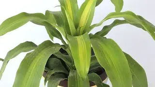 E39 GROWING PLANT - DRACAENA MASSANGEANA PLANT / CORN PLANT