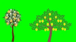 fruit 🍑 trees on green screen