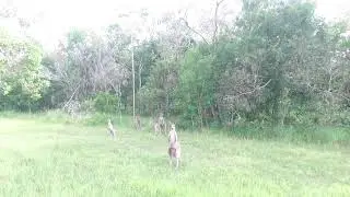 Kängurus in Australien / Kangaroos in Australia / Кенгуру в Австралии