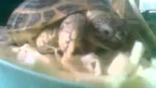 Черепаха ест
