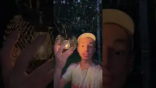 These solar lights are SO nice! #solarlights #hanginglights #tiktokmadebuyit #tiktokshopfinds