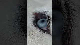 ГЛАЗА ИЗО ЛЬДА