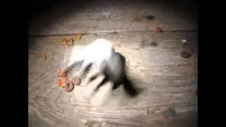 Waschbären haben gruselige HÄNDE!