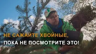 Как правильно посадить хвойные растения: туя, ель, можжевельник