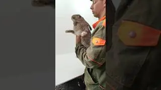 Волки позорные!