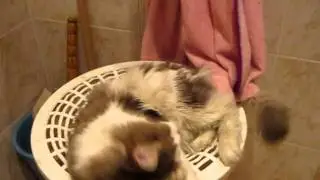 Сражение с банным халатом.avi