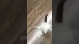 котёнок ходит на задних лапах