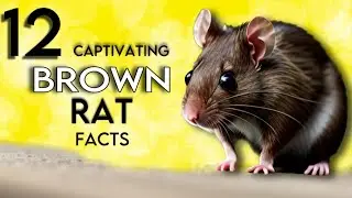 3.1 12 Captivating Facts about Brown Rats 🐀 