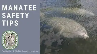 Manatee Safety Tips from the FWC