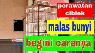 perawatan ciblek biar rajin bunyi siang malam dan membanggakan pemiliknya