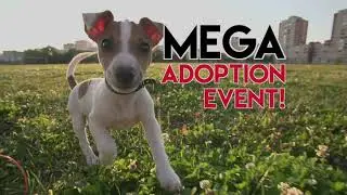 BVSPCA MEGA 2022
