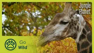 Butterfly Forest: South African Savannah | Jungle Planet 4/26 | Go Wild