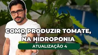 Como produzir tomate na Hidroponia - (Atualização 4)