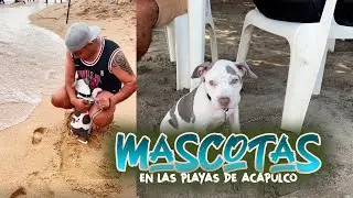 😱Se PUEDE LLEVAR a las MASCOTAS a las PLAYAS de ACAPULCO | El Nikel