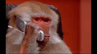Отправьте другу, если друг на ваш мем ответил что это Баян.