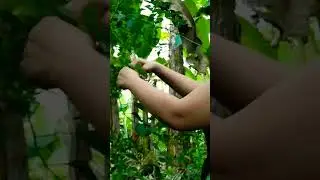 How to harvest chili's #youtubeshorts