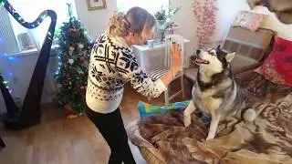 Хаски даёт пять