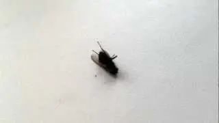 Fly (arthouse)