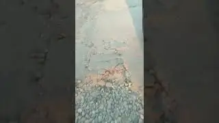 Ужасная улица Смолокурова