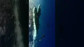 Meeting the whales 🐋 #ildaryoung #dancer #diving #mauritius #whale