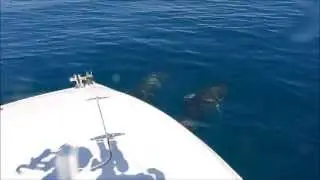 Dolphins 113
