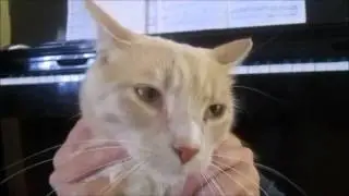 Epic Sax Cat! (10 Minutes)