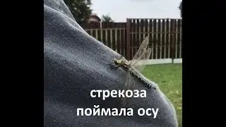 Стрекоза поймала осу