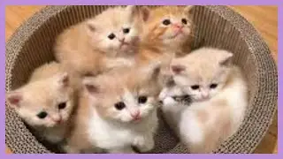 The Cutest Kittens Ever. heart melting kittens, Top 10 cute,