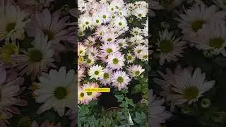 07.08.24г🌹 Прекрасные осенние цветы!!!😊