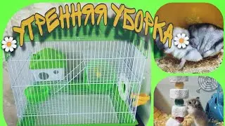 🍃Утренняя уборка в клетке у хомяков!?//🌾🍃🐹 /🌼мини уборочка утром🌼