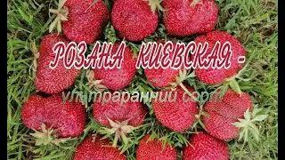 Розана ультраранний сорт