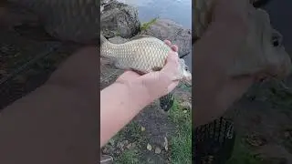 поймали карася #рыбалка #carpfish