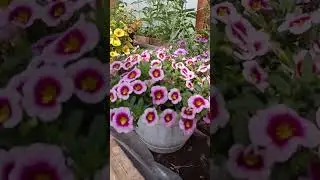 Торговля цветами,Как,Что делать? 89086553950 Елена