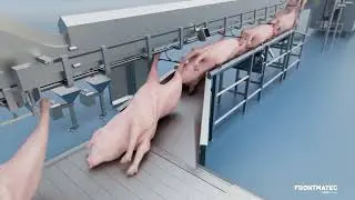 Frontmatec Group | Animation - Slaughtering: AutoFom