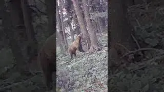Bear/ Медведь #bear #nature #медведь #животные #дикаяприрода #фотоловушка #лес #тайга #охота #алтай