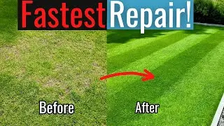 FASTEST way to fix bare spots!