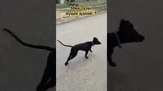 Тазы күшік.Духы Вагон #құмайтазы #қасқыр #тазы #күшік#тайган#алматы #охота #шашақ#жаргак