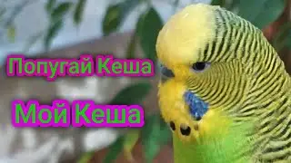Попугай Кеша говорит 🐦 Попугайчик разговаривает 🐦 Попугай Кеша хулиган 😁✳️Мой домашний питомец