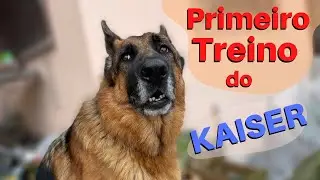 como adestrar um cachorro - Primeira aula de adestramento de um Pastor Alemão
