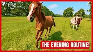 Our Evening Routine🐎🌙