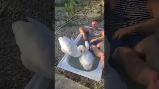 Купаюсь с Гусиками😁 наш инстаграмм @gusi_2503 #ручнойгусь#funny#goose#краснодар#адыгея#жизньгусей