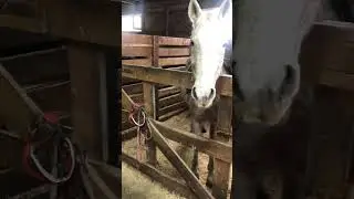 #экскурсия .Чуть не укусила 😁.#лошади #horse